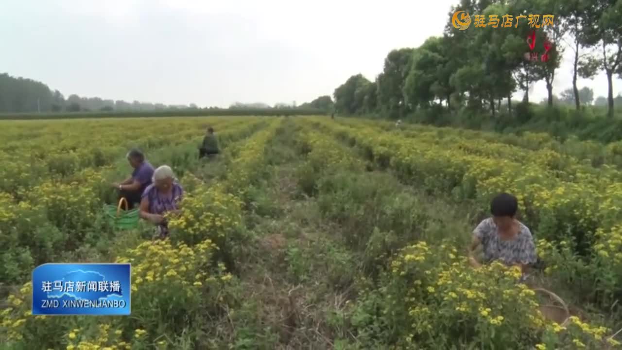 平輿縣楊埠鎮(zhèn)任柳村：中藥材種植拓寬村民增收渠道