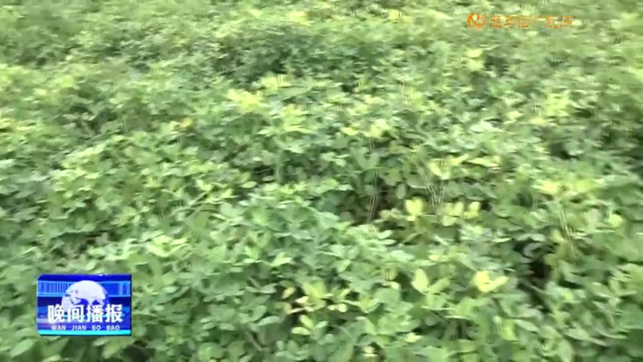 本周多阵雨天气 需加强田间管理