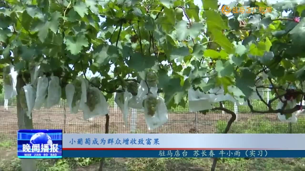 小葡萄成為群眾增收致富果