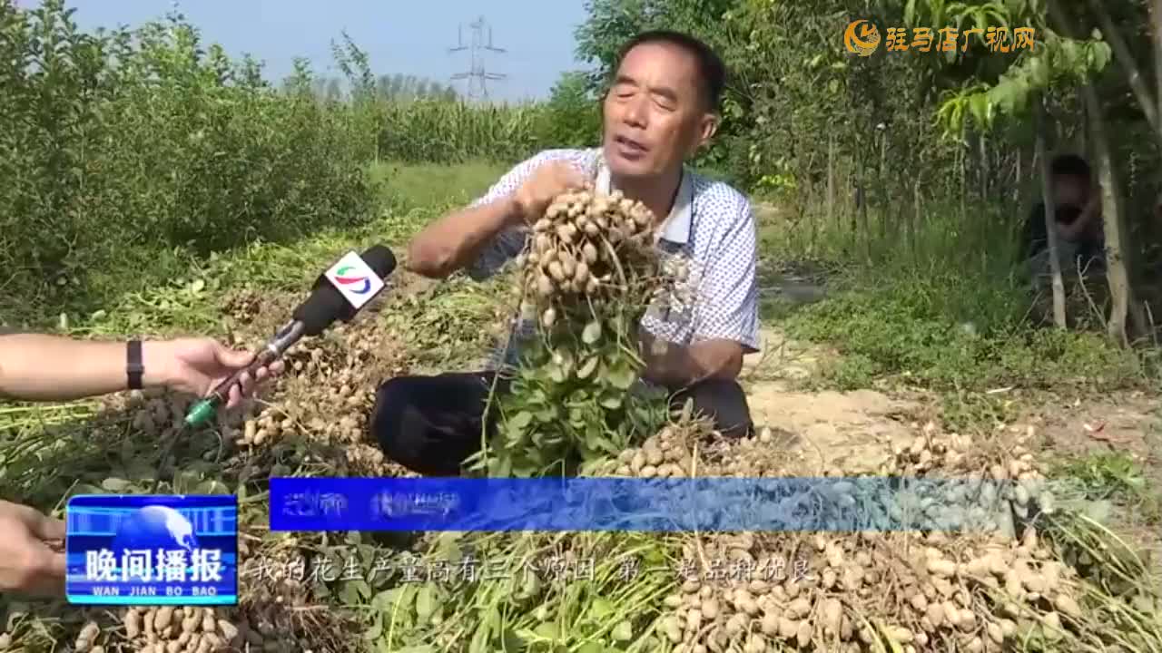 【又是一年丰收季】驿城区顺河街道：“罗汉果”花生喜获丰收