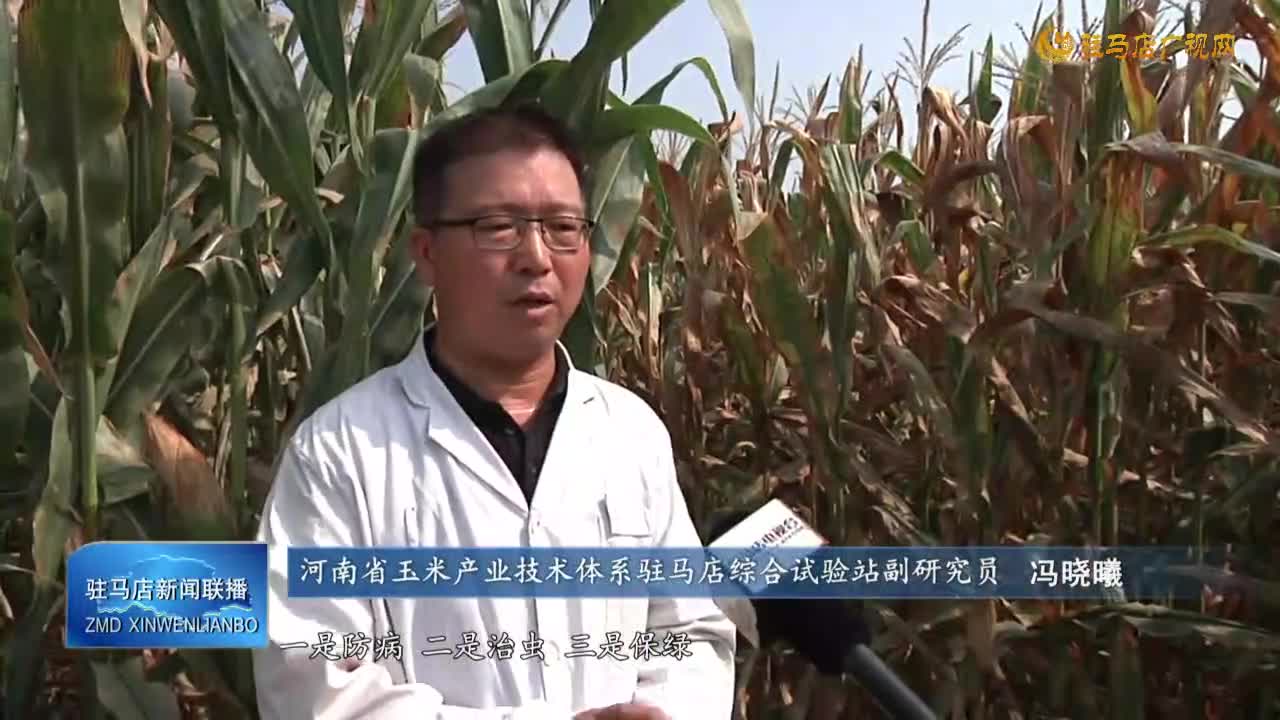 農業(yè)專家“把脈支招” 加強玉米中后期田間管理