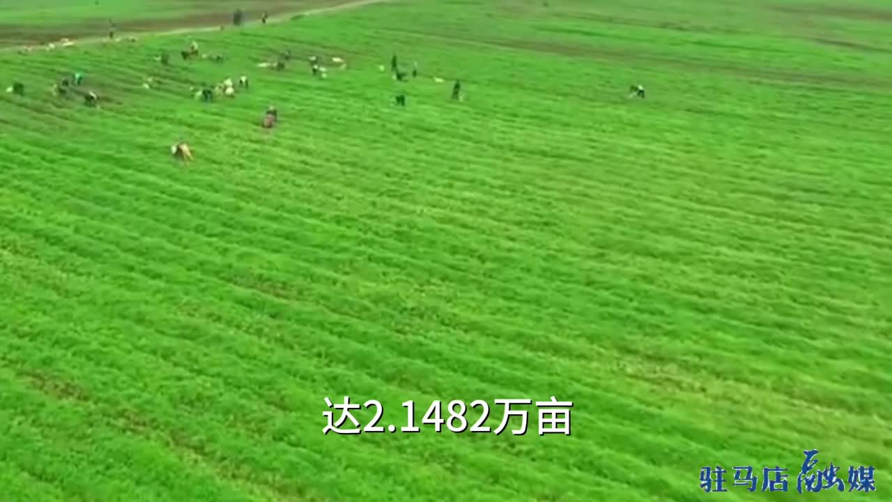 天中的道地藥材——艾草