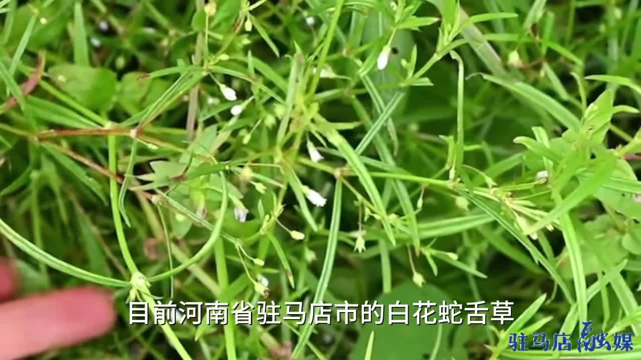 天中的道地药材——白花蛇舌草