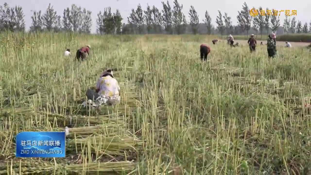 平舆县白芝麻喜获丰收