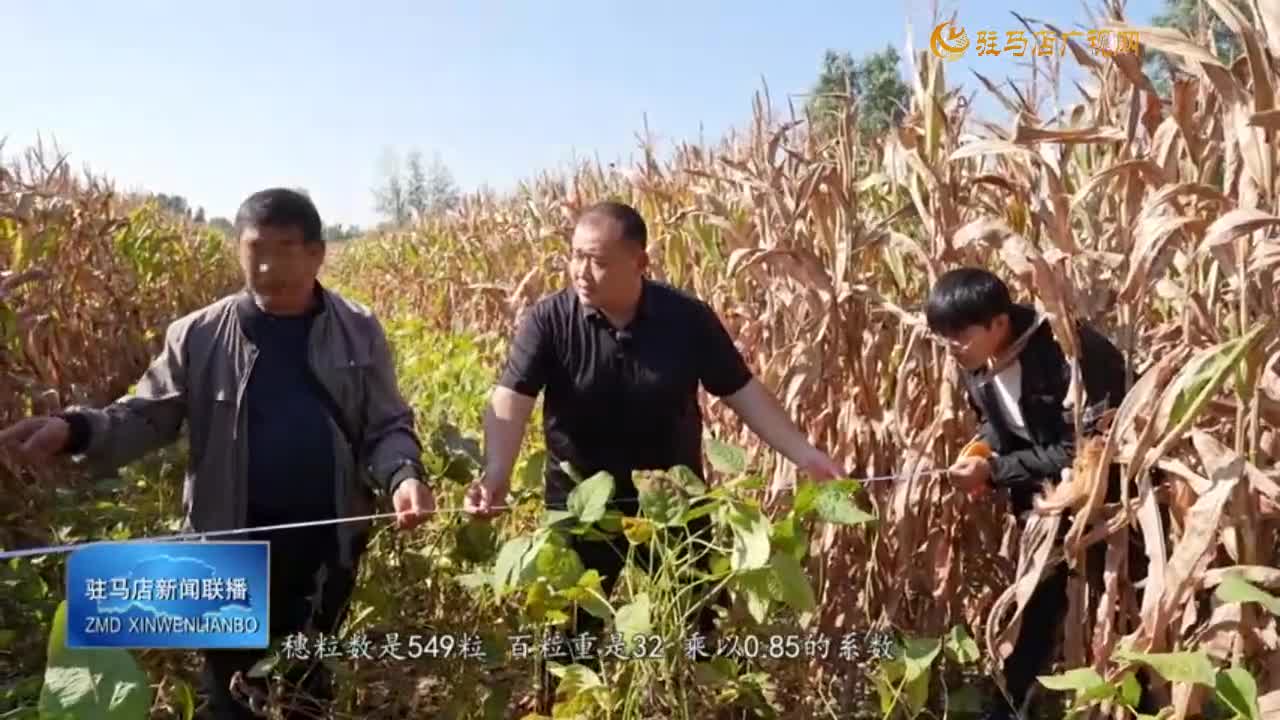 【又是一年豐收季】我市742萬畝秋糧進入收獲季 復(fù)合種植成效明顯