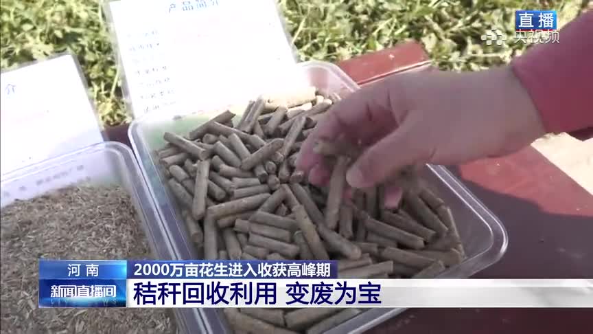 央视再次聚焦！正阳县170万亩花生喜获丰收