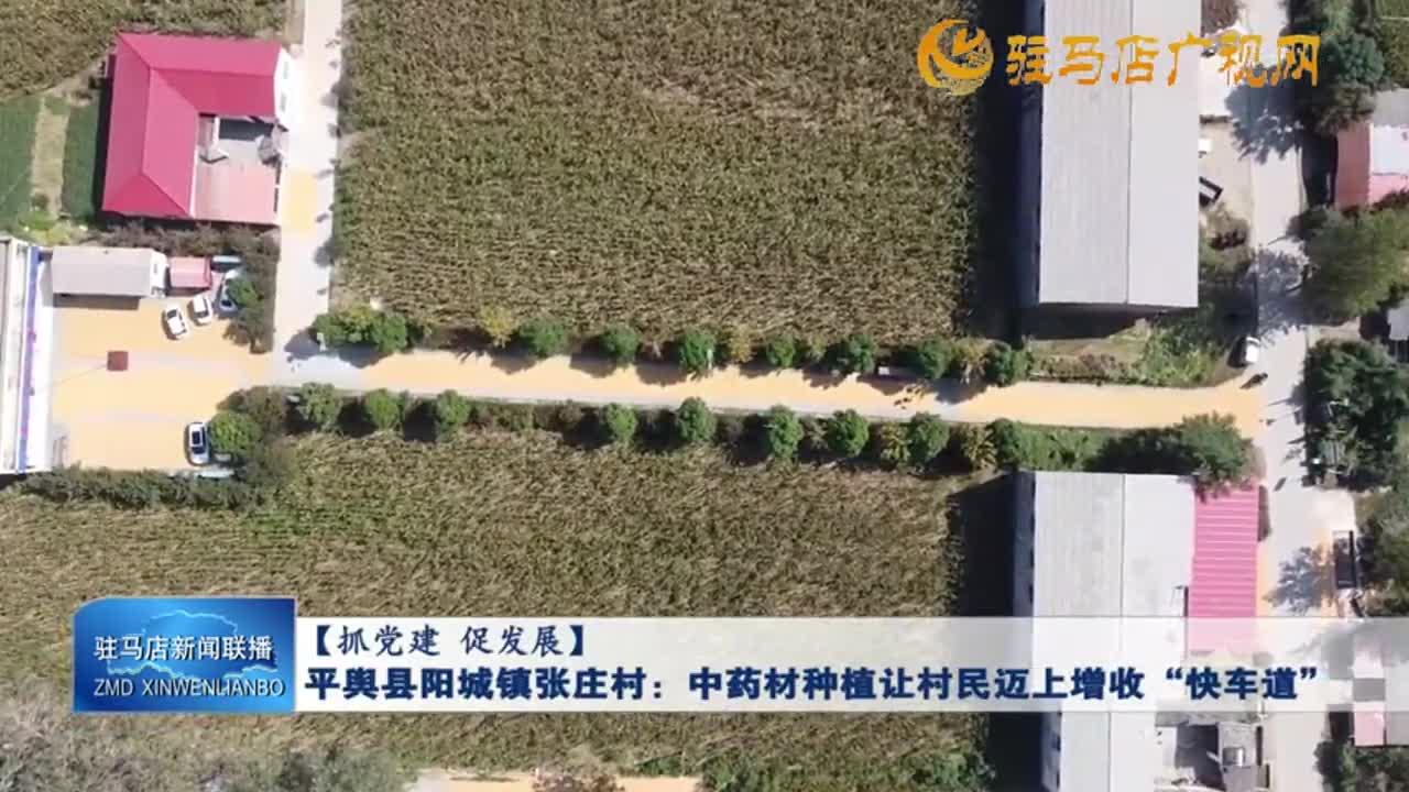 【抓党建 促发展】平舆县阳城镇张庄村：中药材种植让村民迈上增收“快车道”