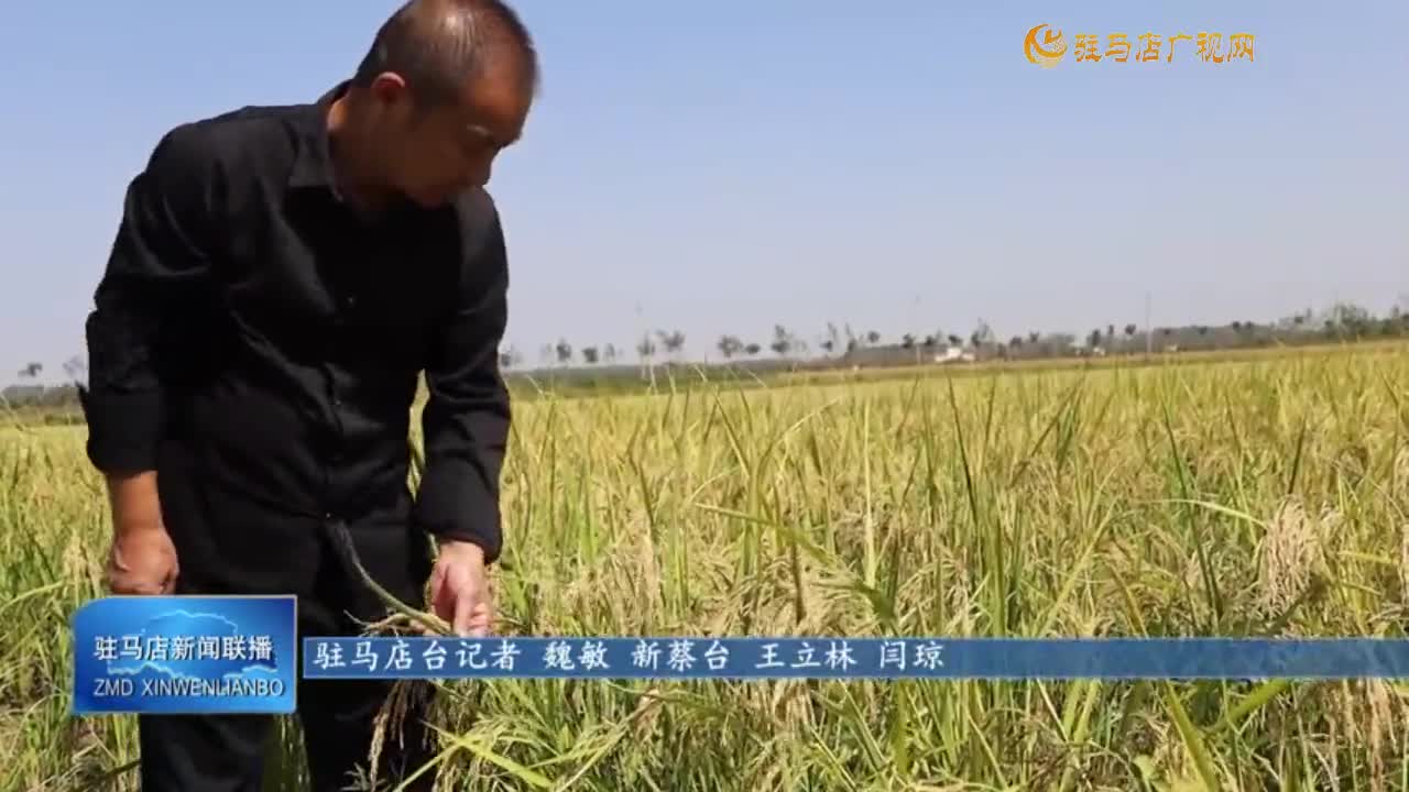 【又是一年丰收季】新蔡县关津乡牛湾村：5000亩生态水稻喜丰收