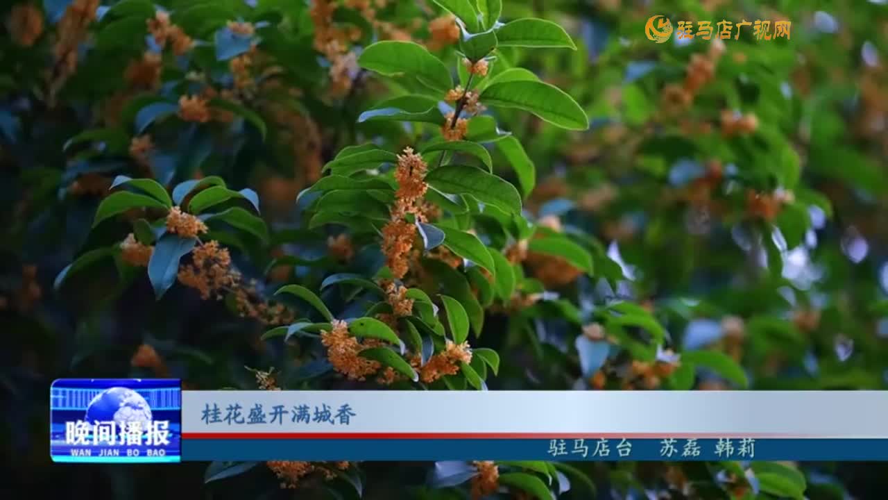 桂花盛開(kāi)滿(mǎn)城香