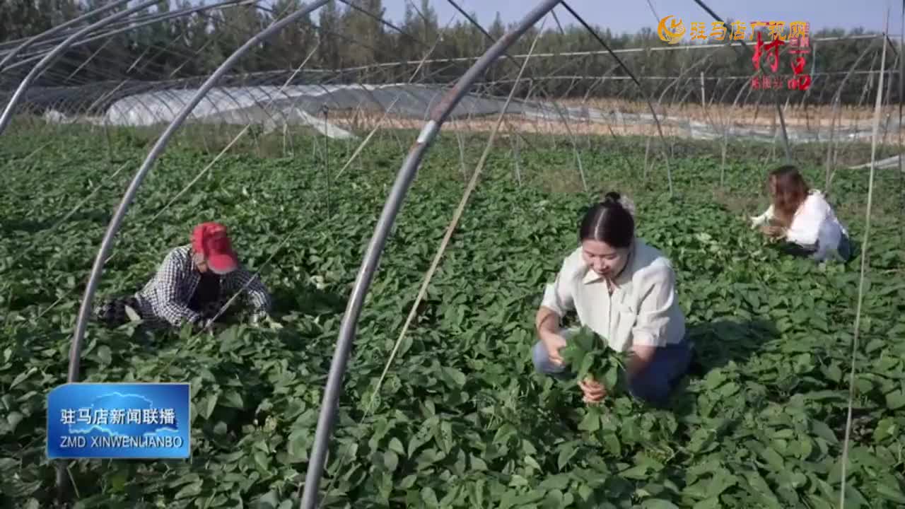 【一村一品】平舆县阳城镇洪山庙村：红薯叶成为村民增收“黄金叶”