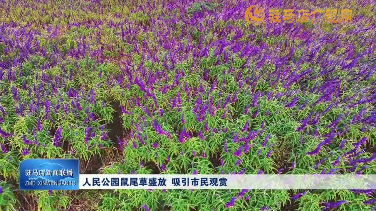 【大美天中】人民公园鼠尾草盛放 吸引市民欣赏