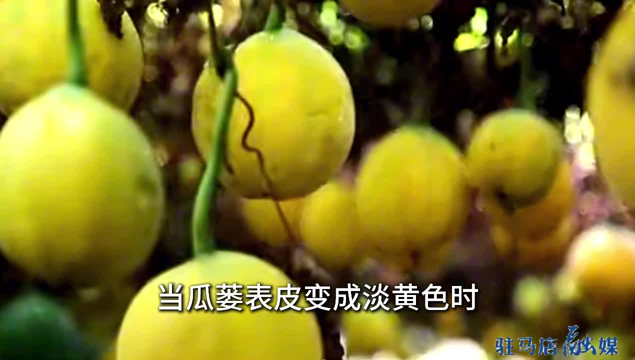 天中的道地药材——瓜蒌