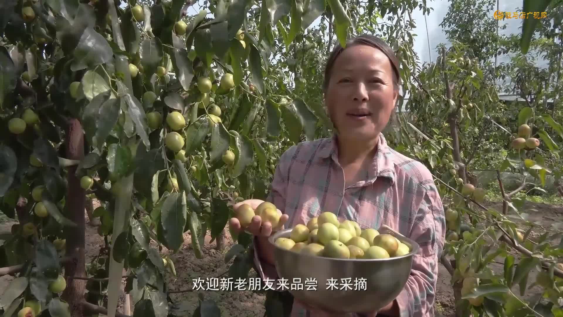 驛城區(qū)：冬棗滿枝迎豐收?