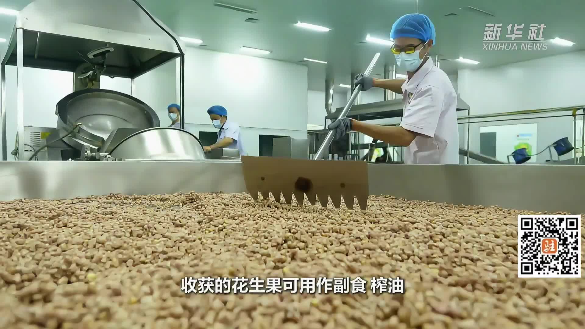 新华社关注正阳花生的“七十二变”，汝南宿鸭湖——他们用一生守“候”|《今日驻马店》资讯第39期