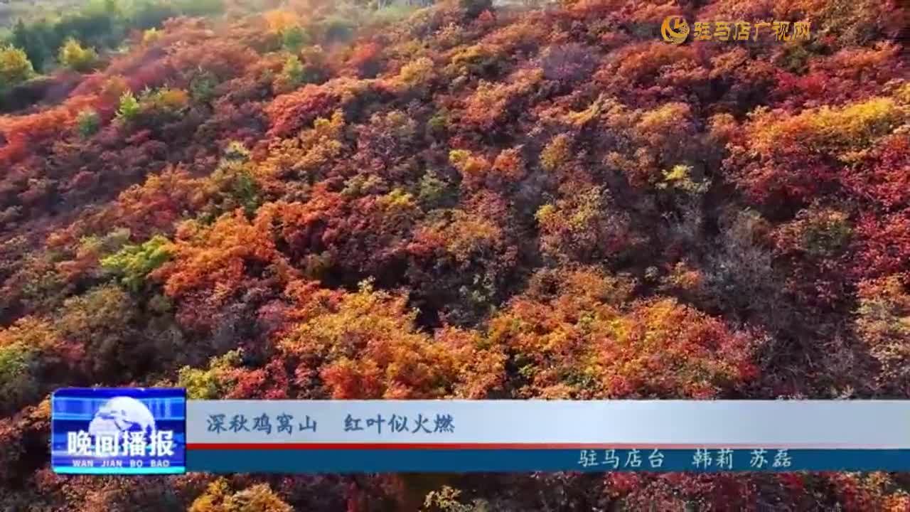 深秋鸡窝山 红叶似火燃