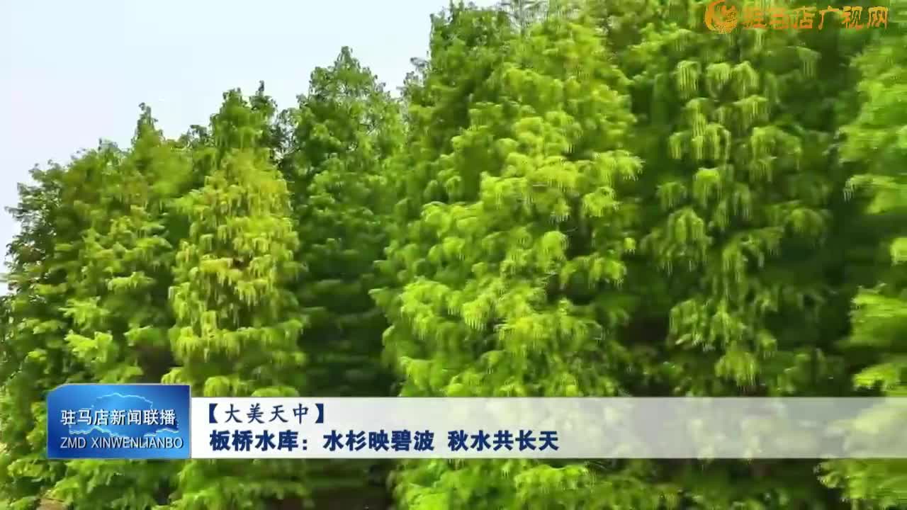 【大美天中】板橋水庫：水杉映碧波 秋水共長(zhǎng)天