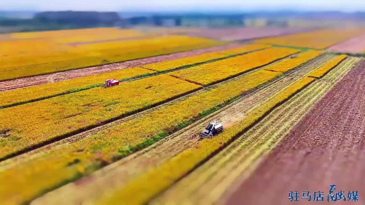 又是一年丰收季 稻花香里迎丰年