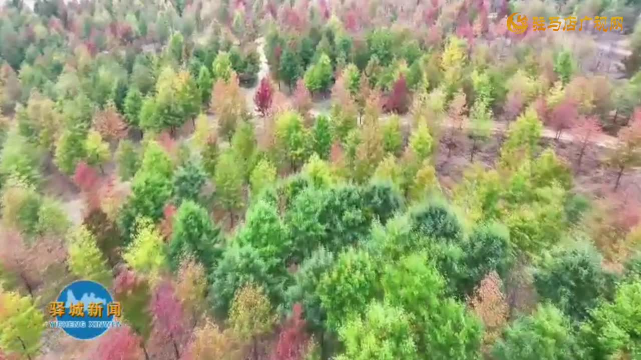 驛城區(qū)板橋：紅楓美景迎客來 秋日滿滿氛圍感