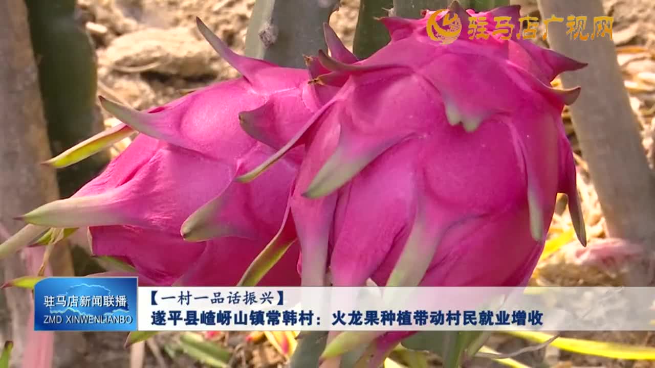 遂平縣嵖岈山鎮(zhèn)常韓村：火龍果種植帶動村民就業(yè)增收