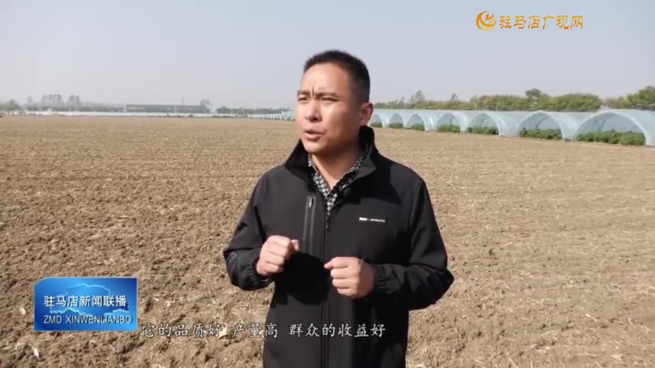 【一村一品話振興】上蔡縣五龍鎮(zhèn)：辣椒豐收采摘忙 農戶增收笑開顏