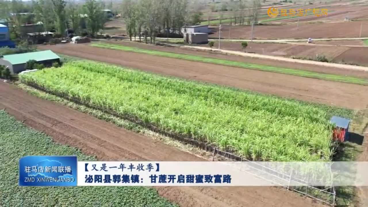 【又是一年豐收季】泌陽縣郭集鎮(zhèn)：甘蔗開啟甜蜜致富路