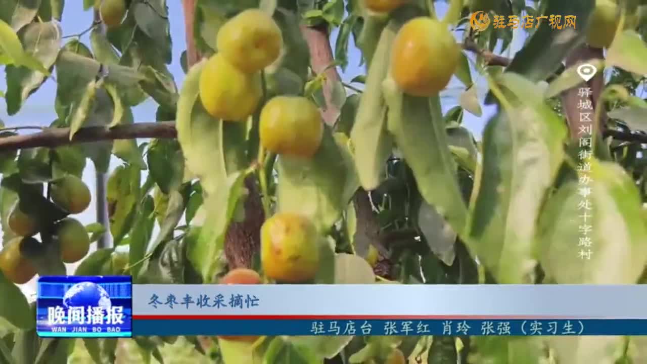 冬枣丰收采摘忙