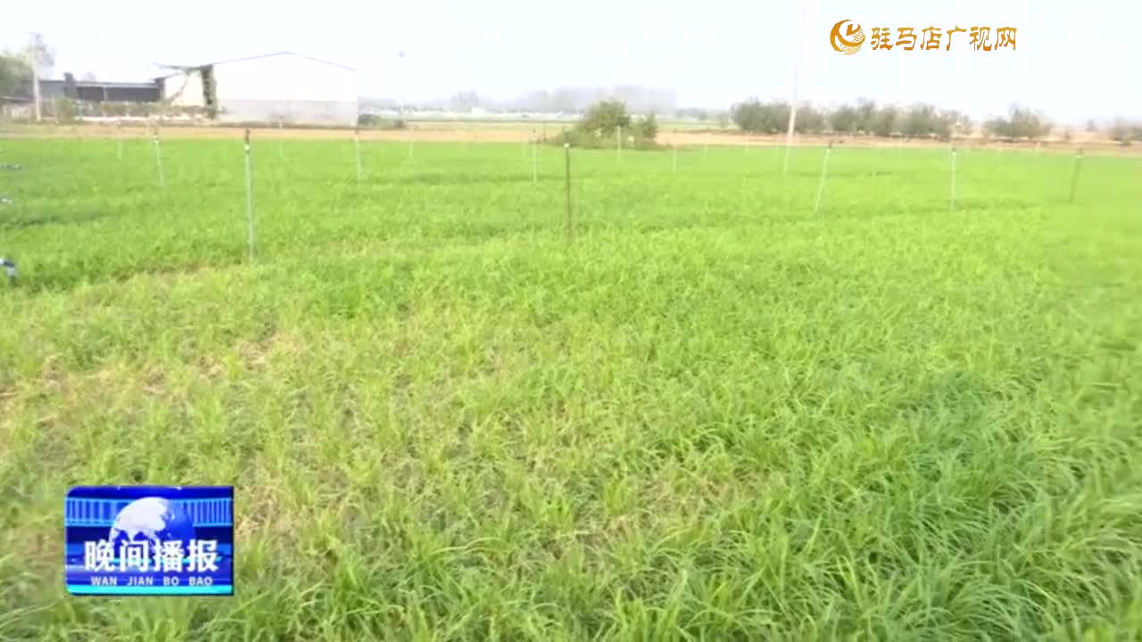 遂平縣石寨鋪鎮(zhèn)柳莊村：韭菜種出好“錢”景