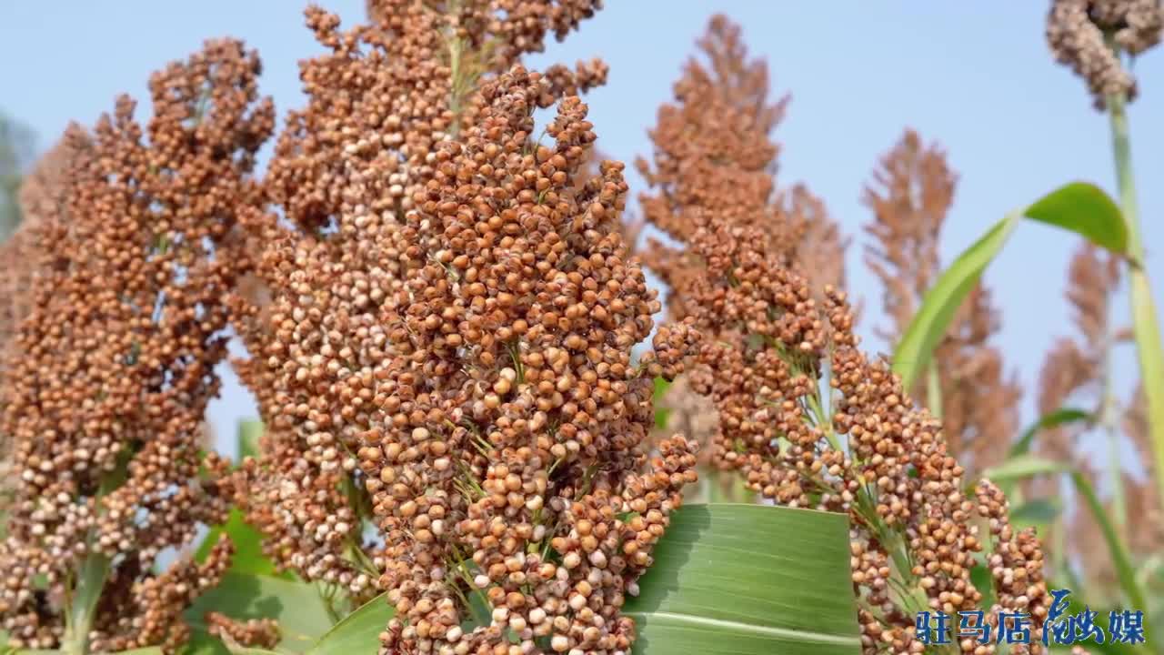 新蔡：高粱红满天 机械收割忙