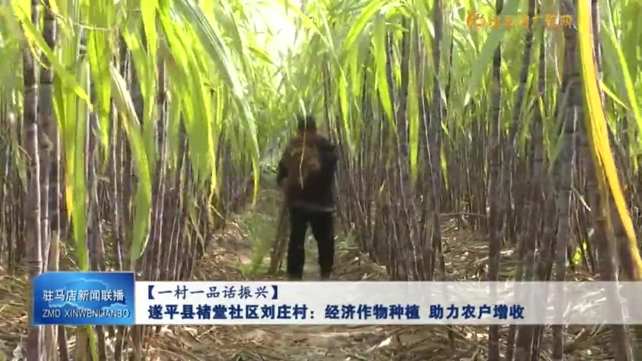 【一村一品話振興】遂平縣褚堂社區(qū)劉莊村：經濟作物種植 助力農戶增收