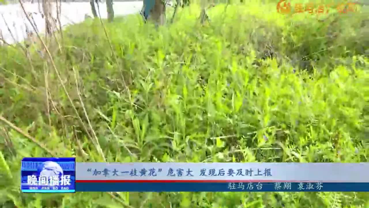 “加拿大一枝黃花”危害大 發(fā)現后要及時上報