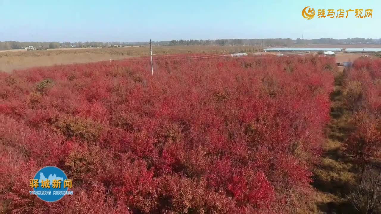 驛城區(qū)諸市鎮(zhèn)魏莊村：楓葉紅于二月花