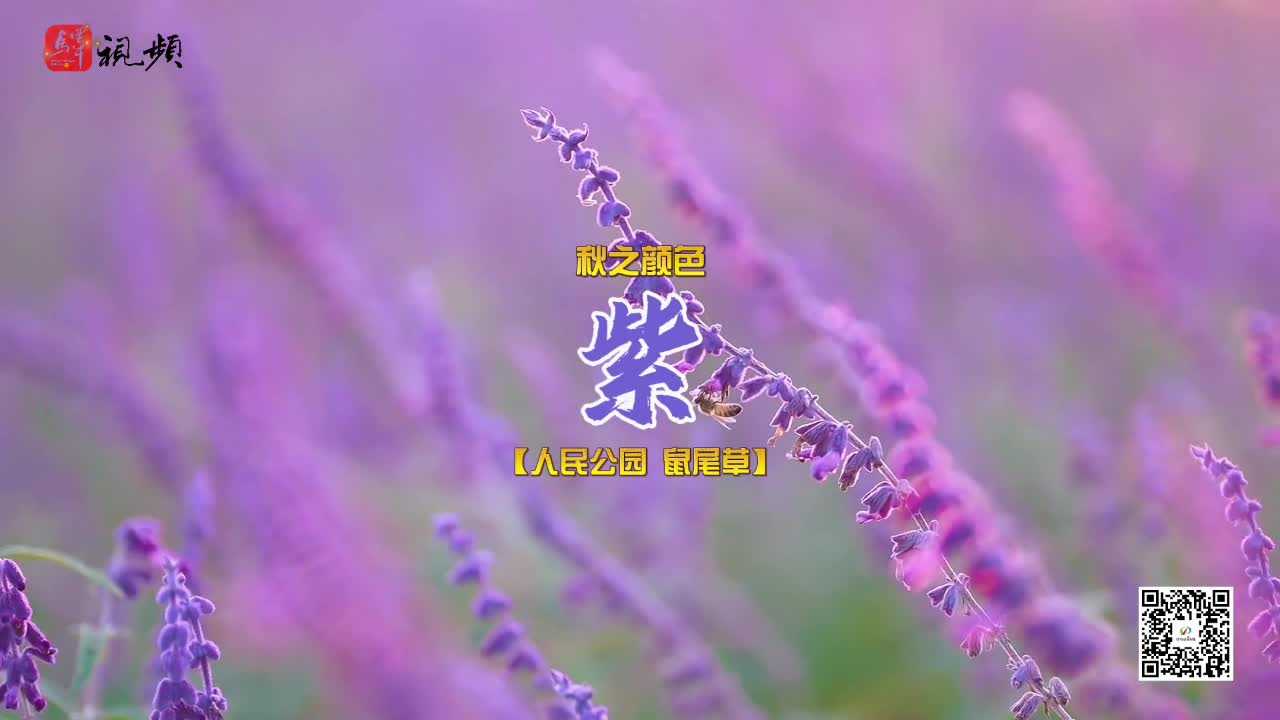 红橙黄绿青蓝粉紫！驻马店的秋天，惊艳！“农机+农技”高效播种 来年小麦丰收有保障......《今日驻马店》资讯第47期
