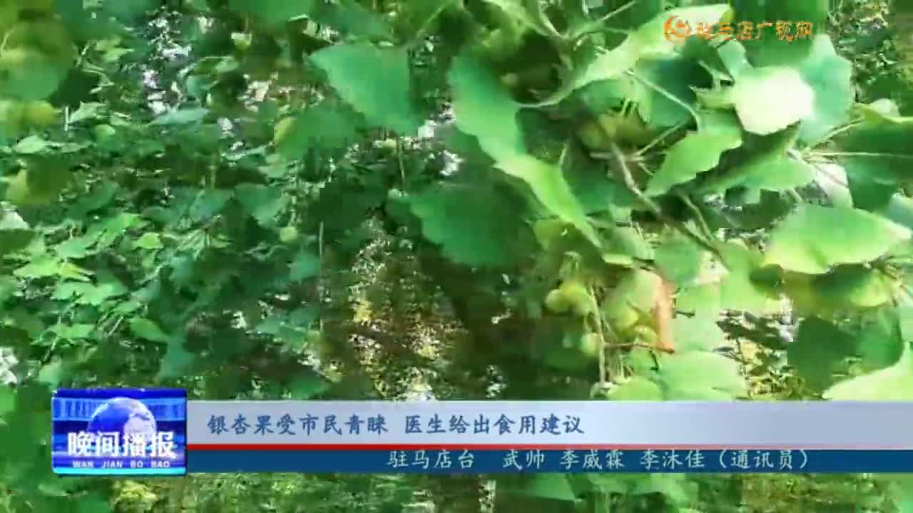 銀杏果受到市民青睞 醫(yī)生給出食用建議