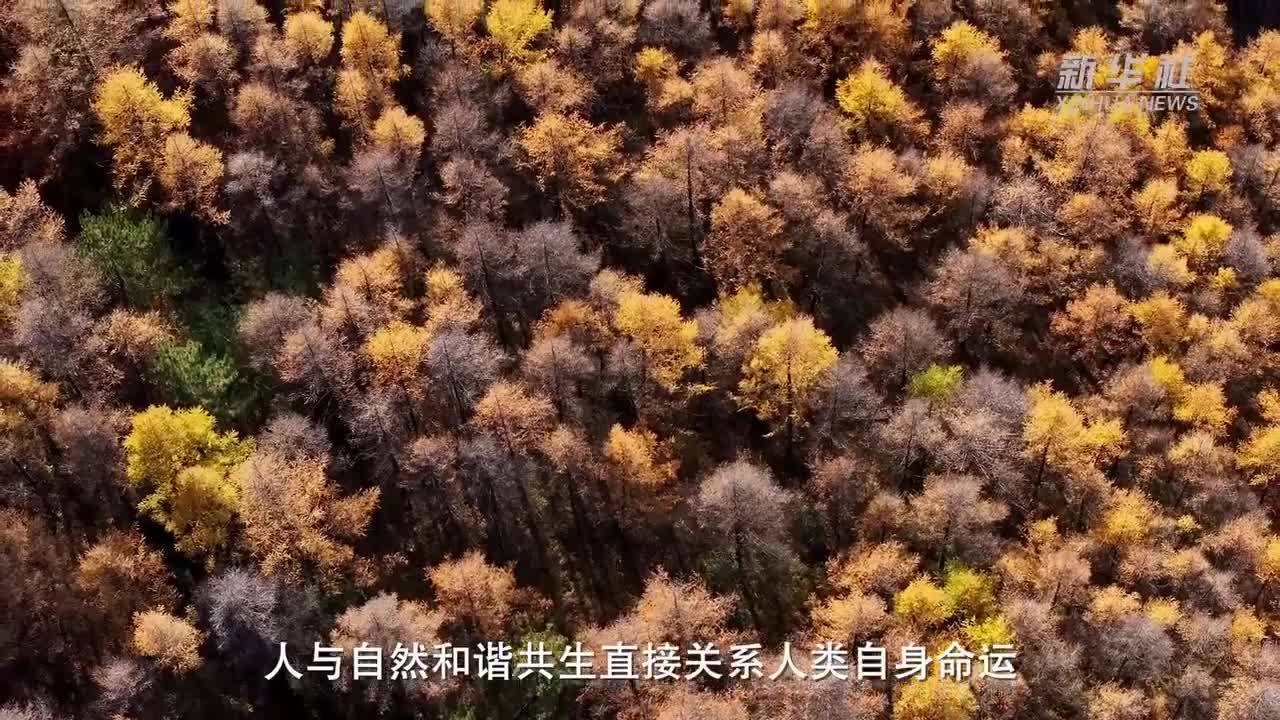 野生“二师兄”泛滥？记者直击抓捕现场