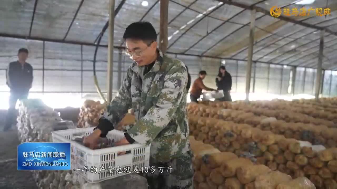 汝南县梁祝镇：小平菇铺就乡村振兴路