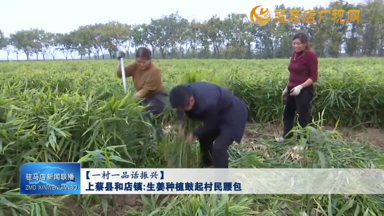 【一村一品话振兴】上蔡县和店镇：生姜种植鼓起村民腰包