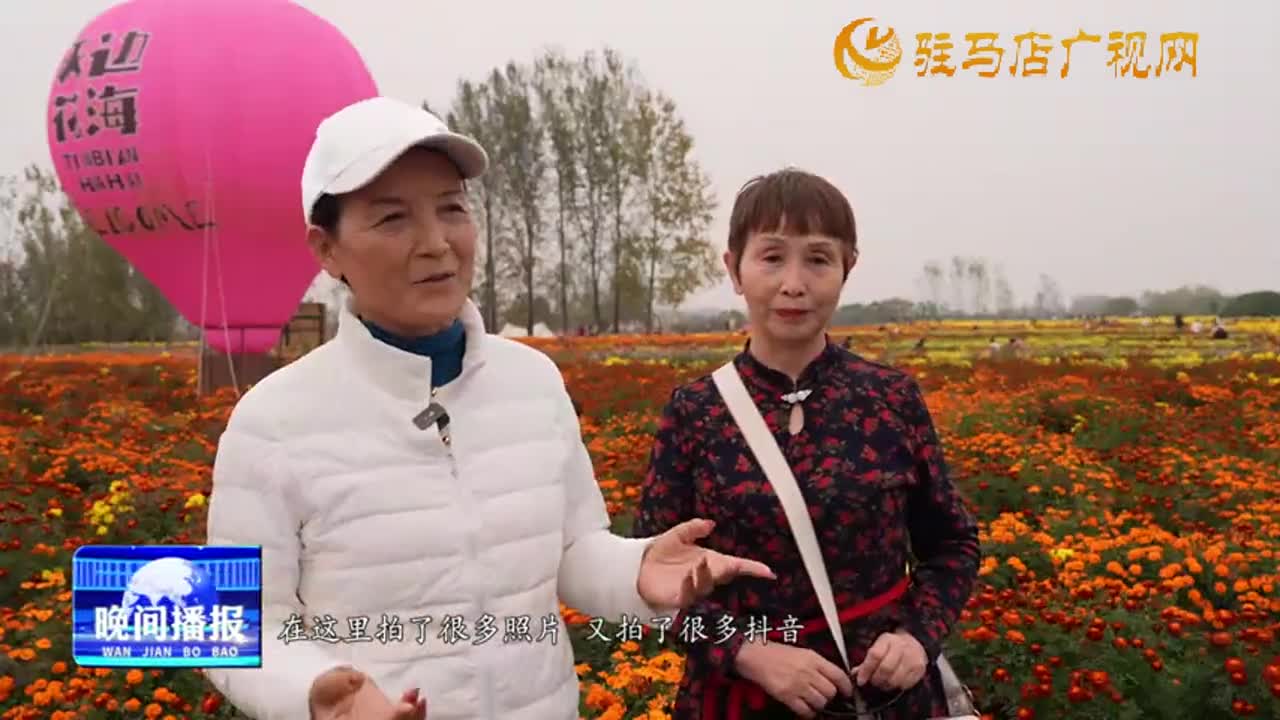 驿城区诸市镇：菊花丰收绽放“美丽经济”