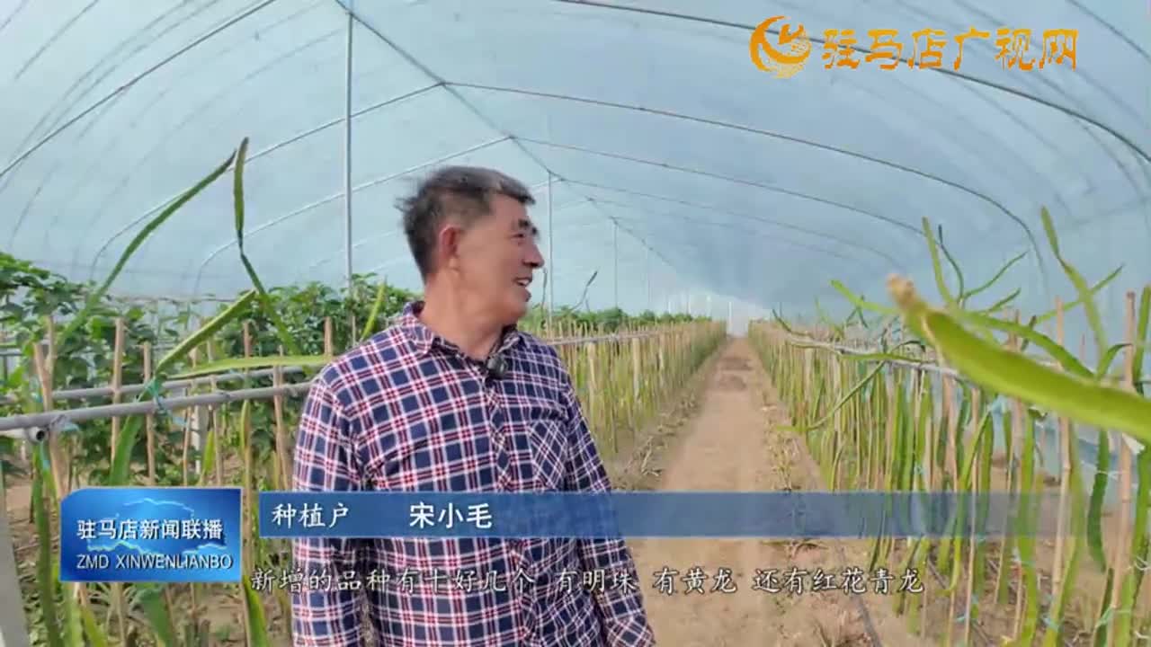 【又是一年豐收季】確山縣朗陵街道：火龍果喜獲豐收