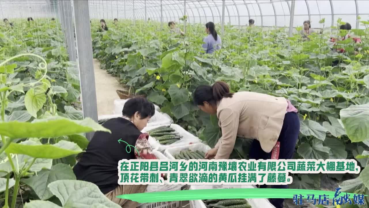 蔬菜丰收采摘忙 农户增收笑开颜