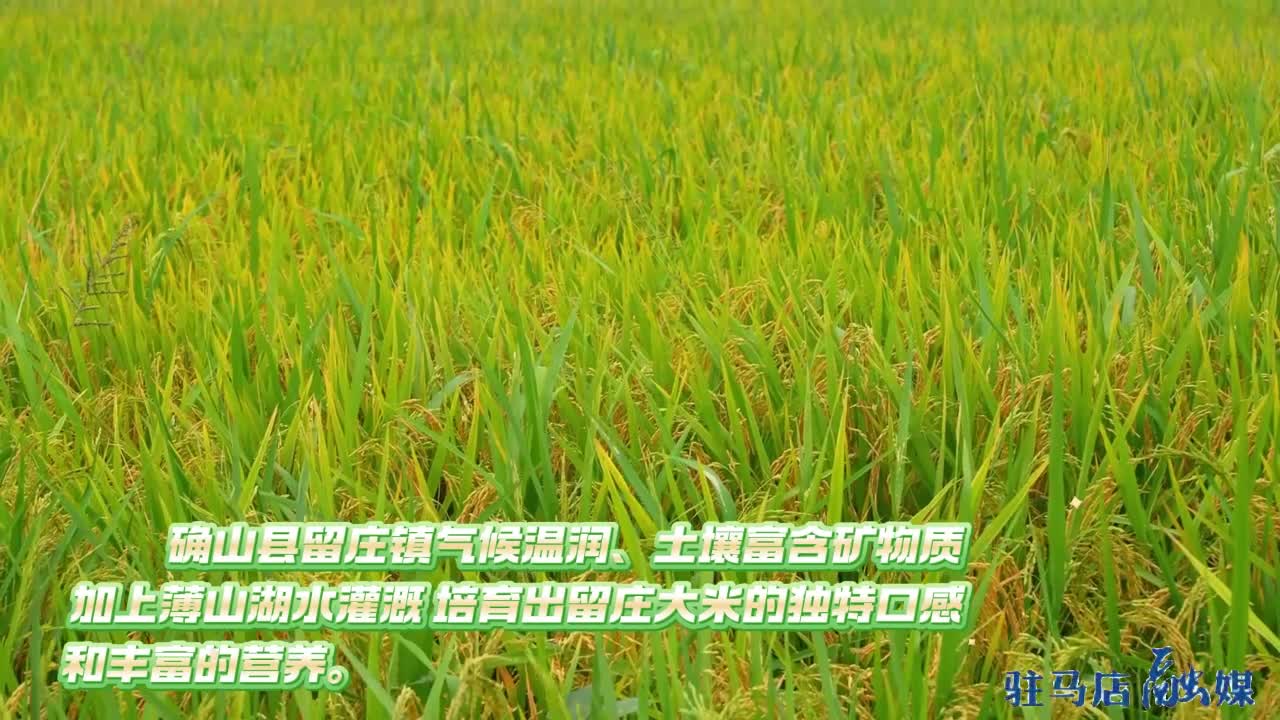 确山县：“一粒米”做成大产业