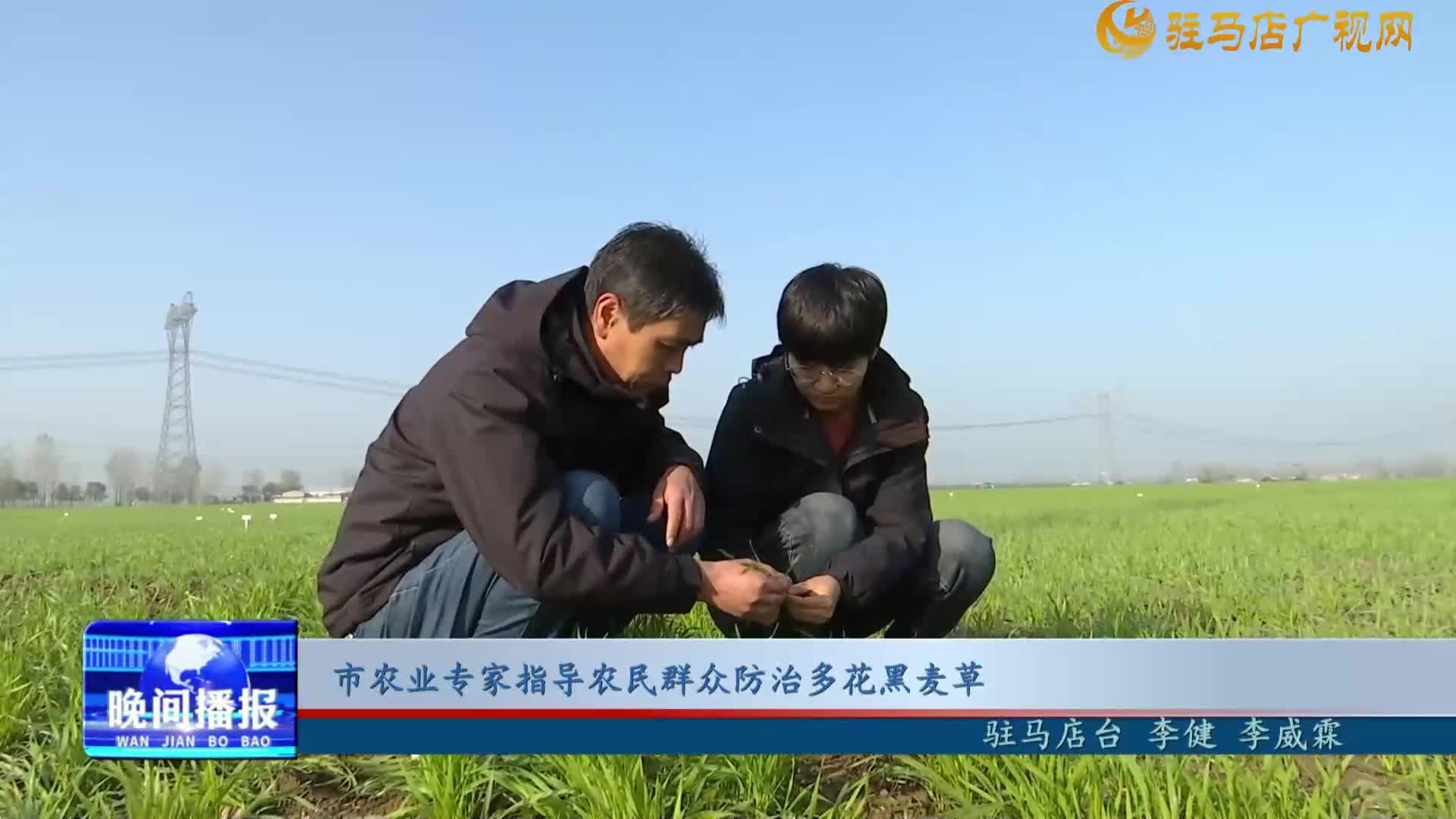 市農業(yè)專家指導農民群眾防治多花黑麥草