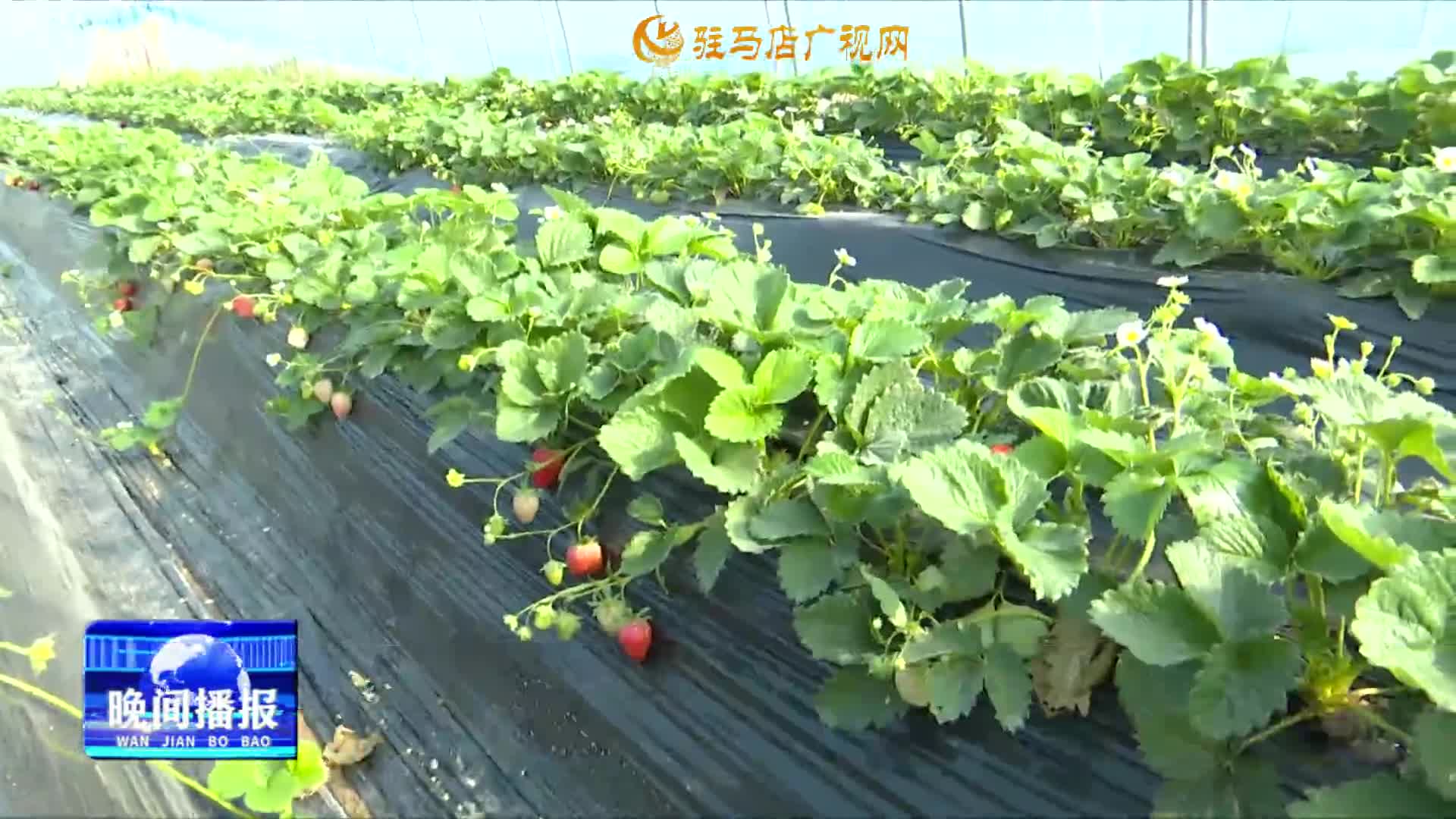 驿城区顺河街道：初冬草莓“甜蜜”上市