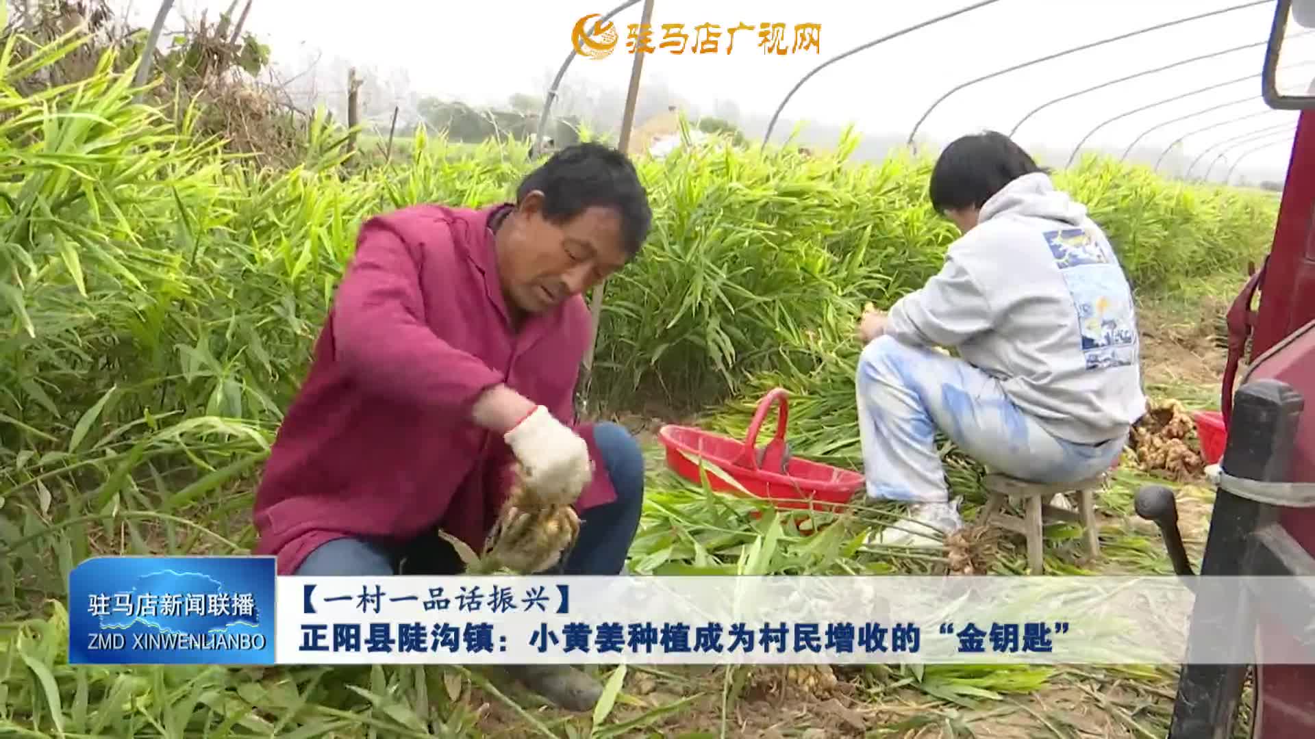 【一村一品话振兴】正阳县陡沟镇：小黄姜种植成为村民增收的“金钥匙”