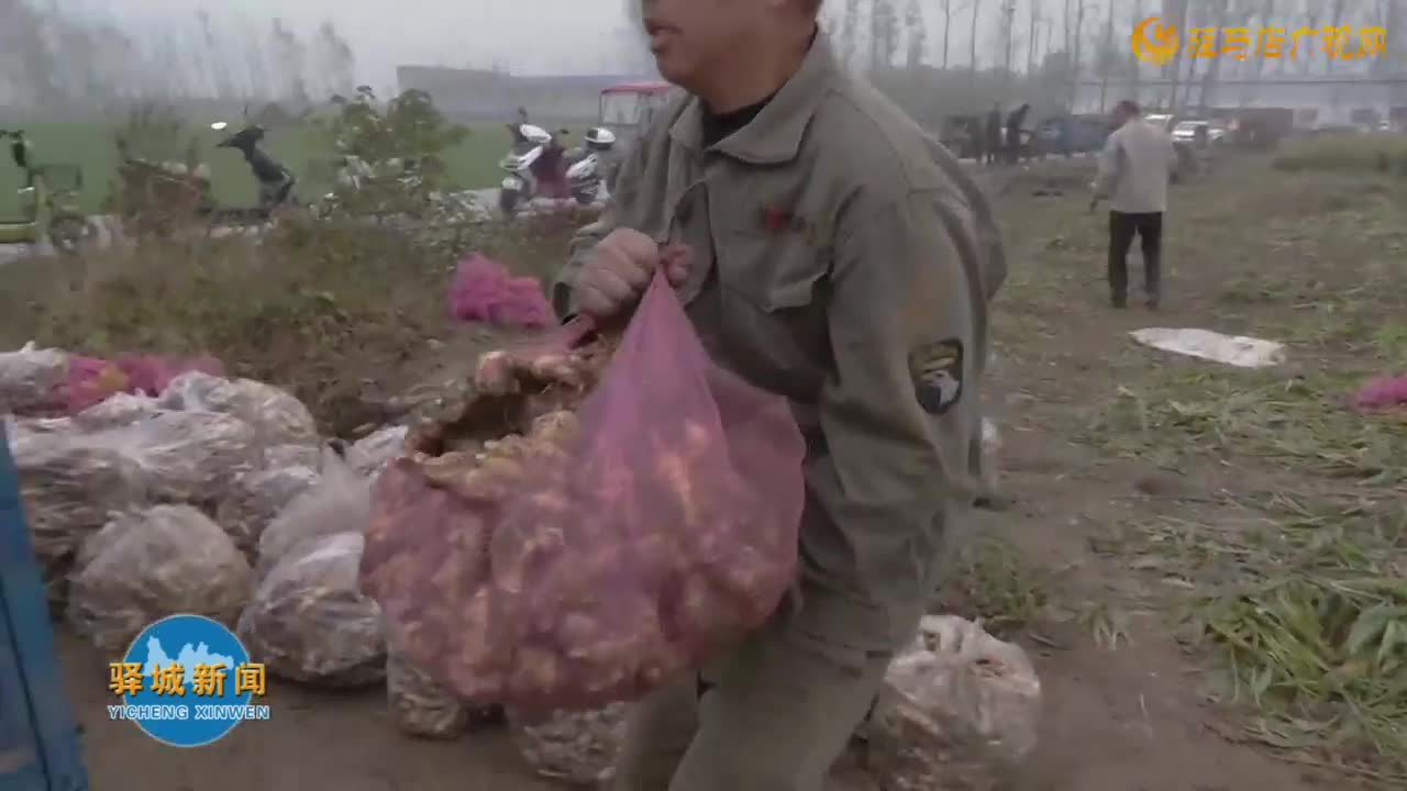 驛城區(qū)水屯鎮(zhèn)陳樓村：生姜喜獲豐收