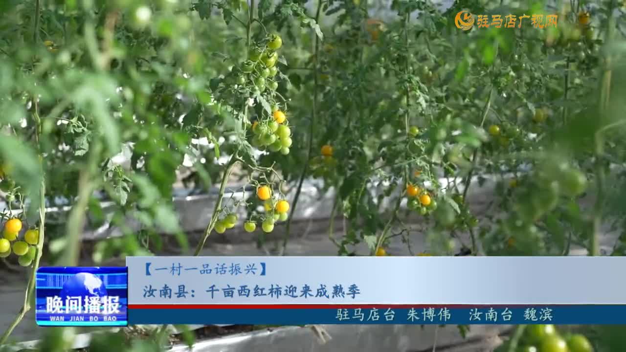 【一村一品話振興】汝南縣：千畝西紅柿迎來成熟季