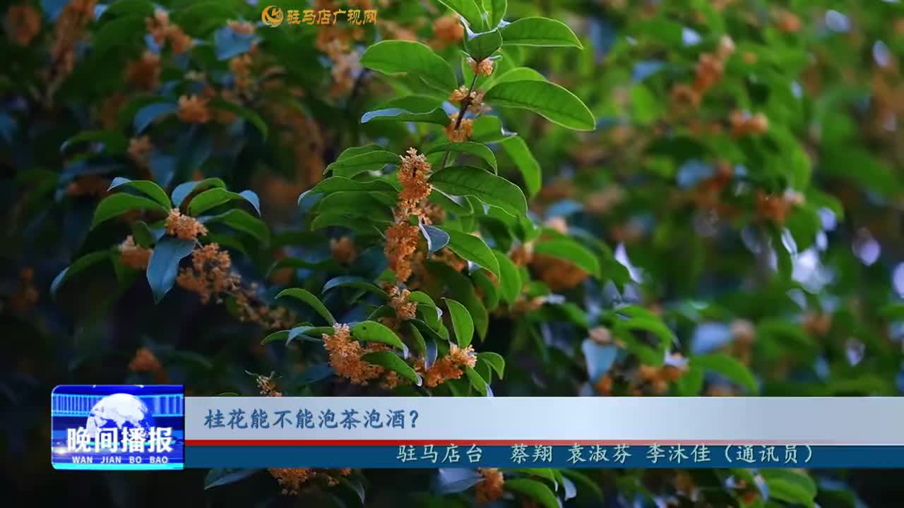 桂花能不能泡茶泡酒？