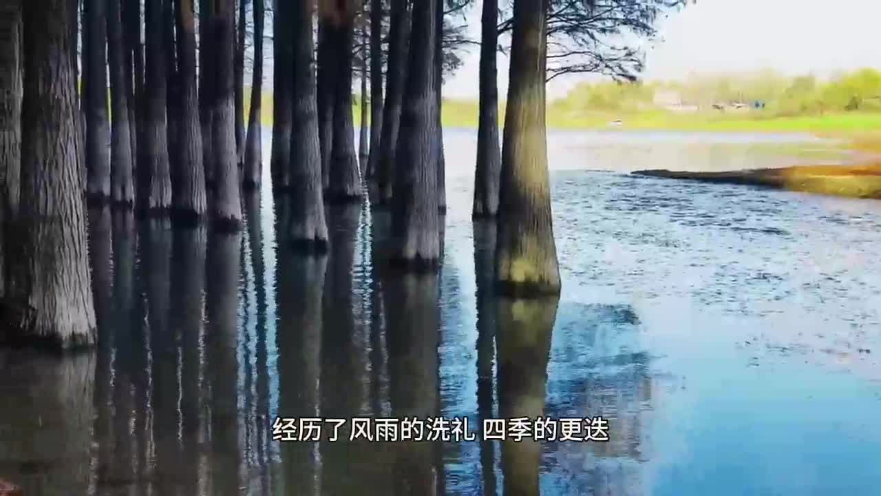 泌阳李朝京水杉林：自然与时光的诗意交织