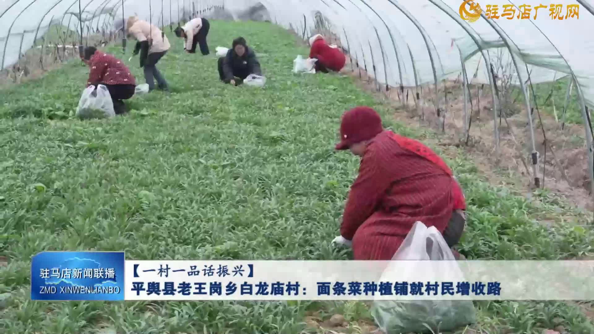 【一村一品話振興】平輿縣老王崗鄉(xiāng)白龍廟村：面條菜種植鋪就村民增收路