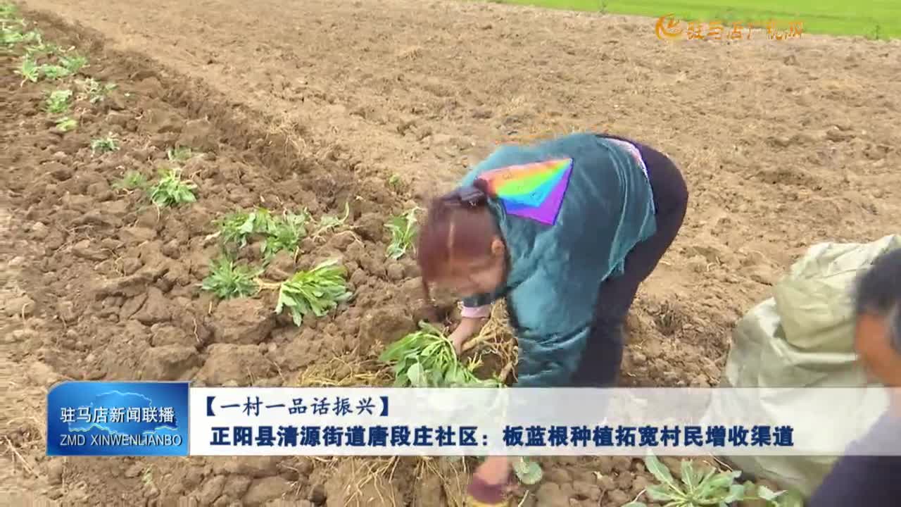 【一村一品話振興】正陽縣清源街道唐段莊社區(qū)：板藍根種植拓寬村民增收渠道