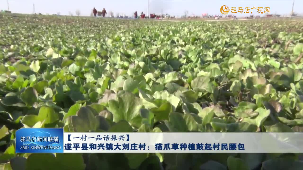 【一村一品話振興】遂平縣和興鎮(zhèn)大劉莊村：貓爪草種植鼓起村民腰包